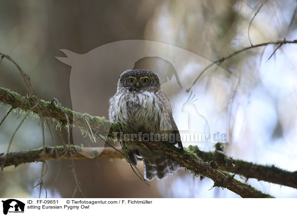 sitzender Sperlingskauz / sitting Eurasian Pygmy Owl / FF-09651