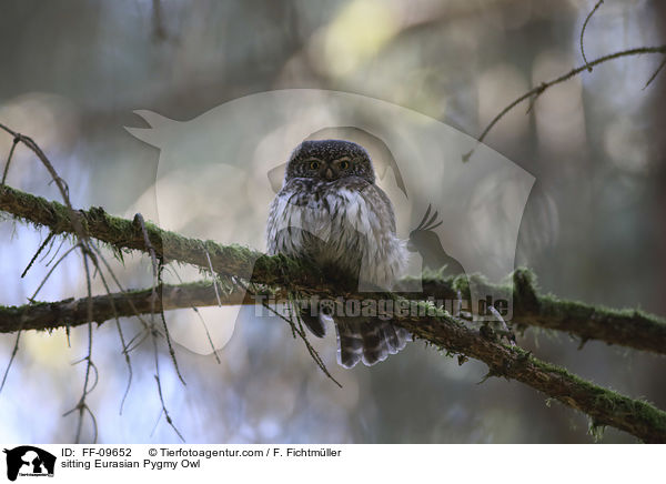 sitzender Sperlingskauz / sitting Eurasian Pygmy Owl / FF-09652