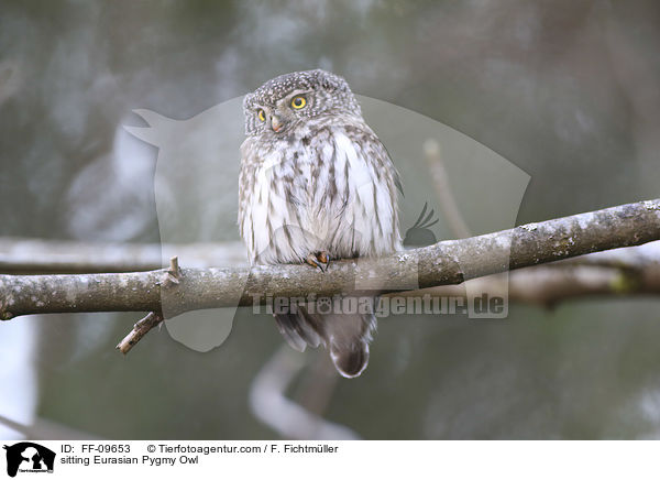 sitzender Sperlingskauz / sitting Eurasian Pygmy Owl / FF-09653