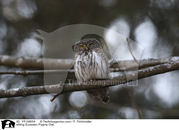 sitzender Sperlingskauz / sitting Eurasian Pygmy Owl / FF-09654