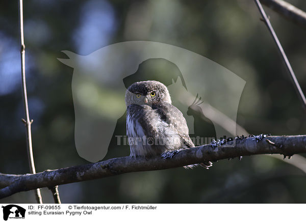 sitzender Sperlingskauz / sitting Eurasian Pygmy Owl / FF-09655