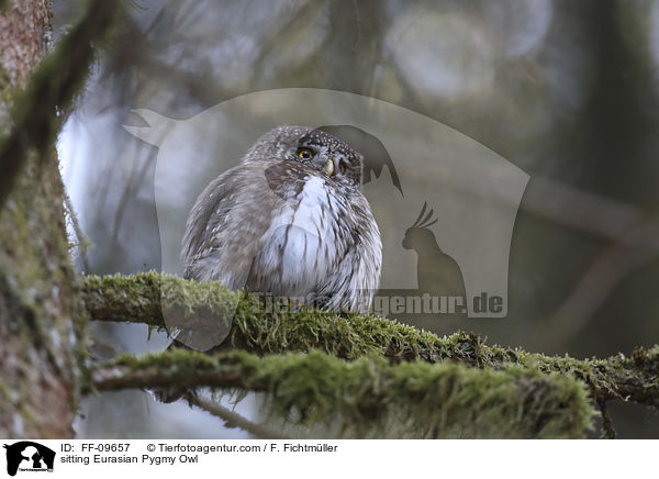 sitzender Sperlingskauz / sitting Eurasian Pygmy Owl / FF-09657