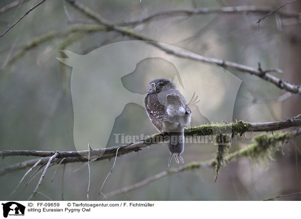 sitzender Sperlingskauz / sitting Eurasian Pygmy Owl / FF-09659