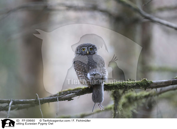 sitzender Sperlingskauz / sitting Eurasian Pygmy Owl / FF-09660
