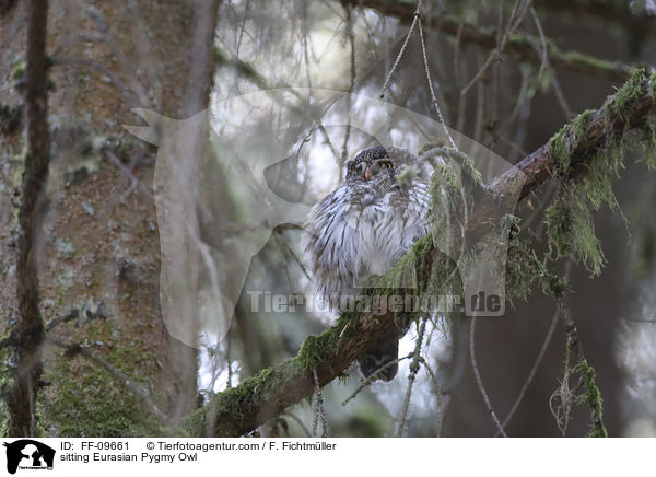 sitzender Sperlingskauz / sitting Eurasian Pygmy Owl / FF-09661
