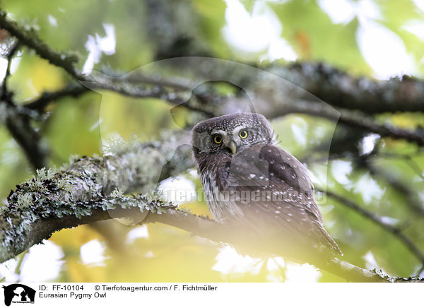 Sperlingskauz / Eurasian Pygmy Owl / FF-10104
