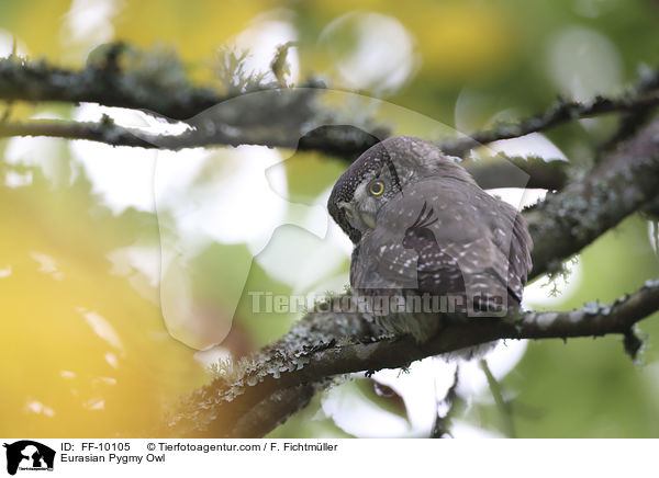 Sperlingskauz / Eurasian Pygmy Owl / FF-10105