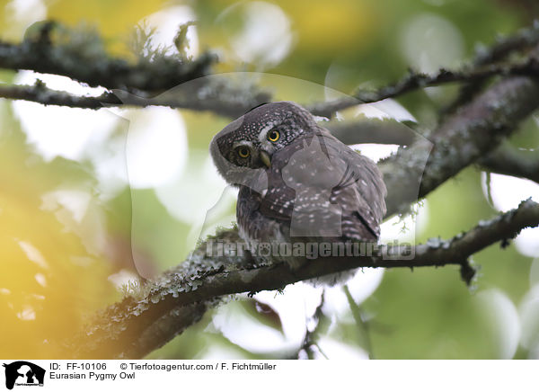 Sperlingskauz / Eurasian Pygmy Owl / FF-10106