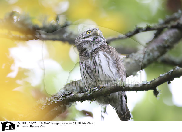 Sperlingskauz / Eurasian Pygmy Owl / FF-10107