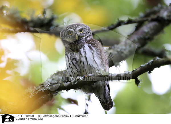 Sperlingskauz / Eurasian Pygmy Owl / FF-10108