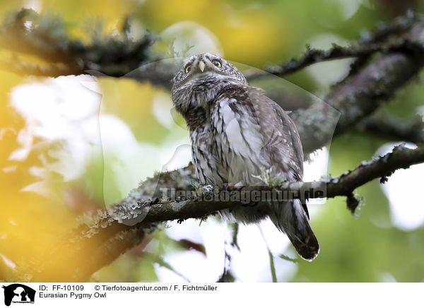 Sperlingskauz / Eurasian Pygmy Owl / FF-10109