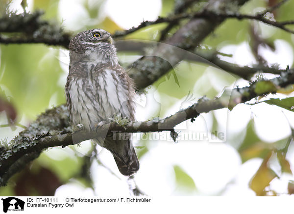 Sperlingskauz / Eurasian Pygmy Owl / FF-10111
