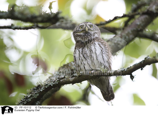 Sperlingskauz / Eurasian Pygmy Owl / FF-10112