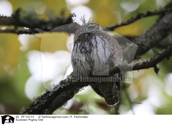 Sperlingskauz / Eurasian Pygmy Owl / FF-10113