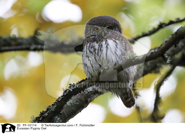 Sperlingskauz / Eurasian Pygmy Owl / FF-10114