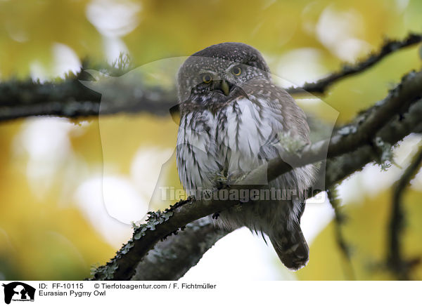 Sperlingskauz / Eurasian Pygmy Owl / FF-10115