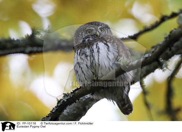 Sperlingskauz / Eurasian Pygmy Owl / FF-10116