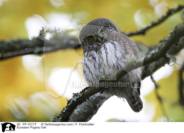 Sperlingskauz / Eurasian Pygmy Owl / FF-10117