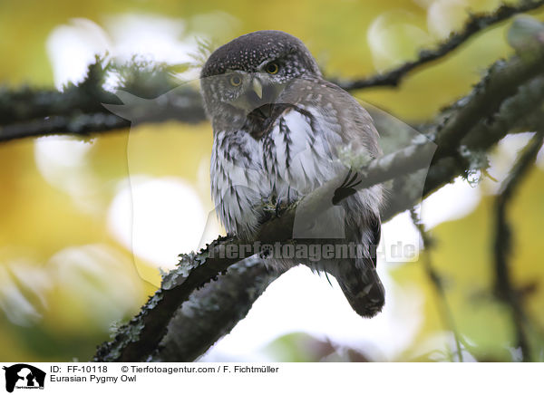 Sperlingskauz / Eurasian Pygmy Owl / FF-10118