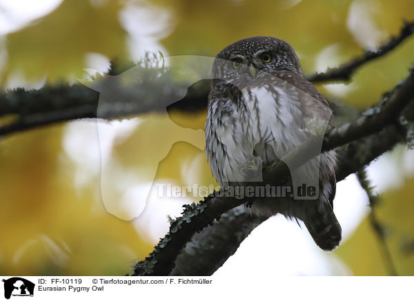 Sperlingskauz / Eurasian Pygmy Owl / FF-10119