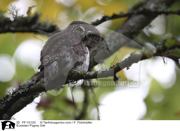 Sperlingskauz / Eurasian Pygmy Owl / FF-10120
