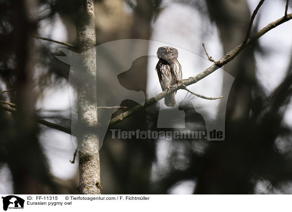 Sperlingskauz / Eurasian pygmy owl / FF-11315