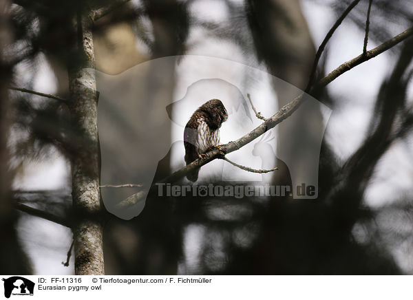 Sperlingskauz / Eurasian pygmy owl / FF-11316