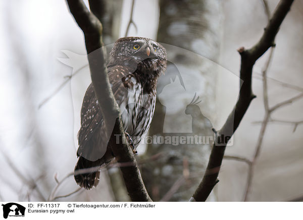 Sperlingskauz / Eurasian pygmy owl / FF-11317