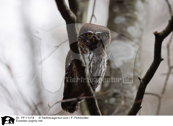 Sperlingskauz / Eurasian pygmy owl / FF-11318