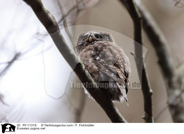 Sperlingskauz / Eurasian pygmy owl / FF-11319