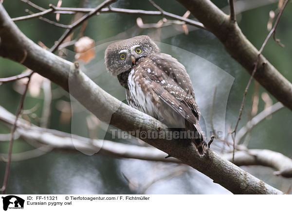 Sperlingskauz / Eurasian pygmy owl / FF-11321