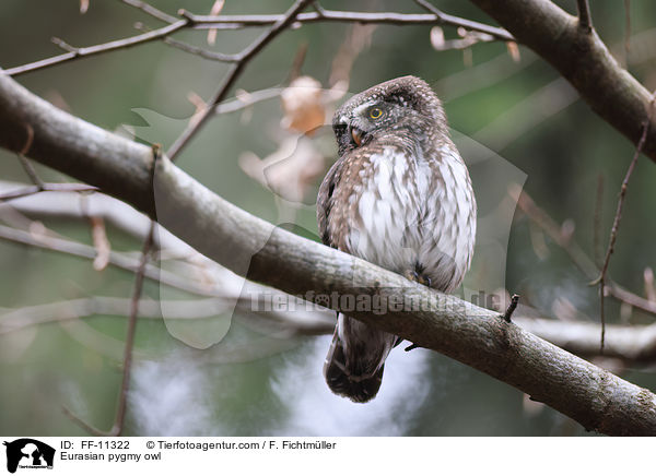 Sperlingskauz / Eurasian pygmy owl / FF-11322