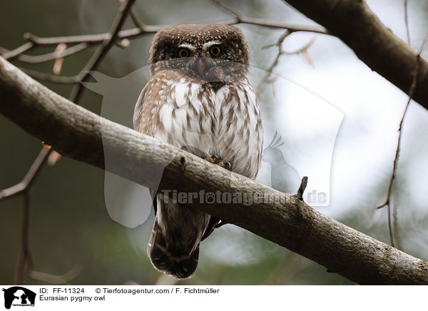 Sperlingskauz / Eurasian pygmy owl / FF-11324