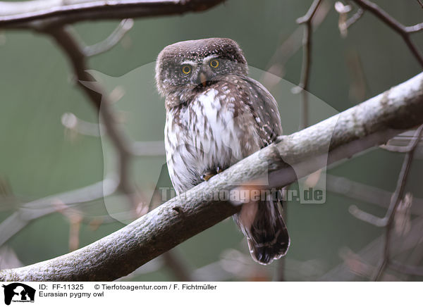Sperlingskauz / Eurasian pygmy owl / FF-11325