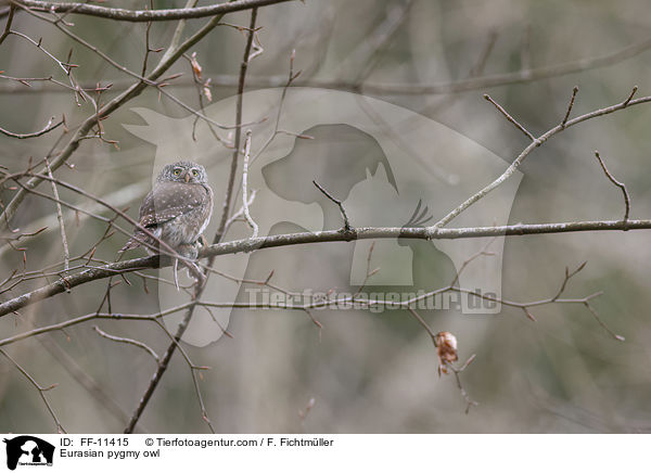 Sperlingskauz / Eurasian pygmy owl / FF-11415