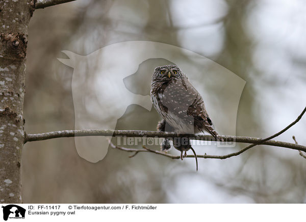 Sperlingskauz / Eurasian pygmy owl / FF-11417
