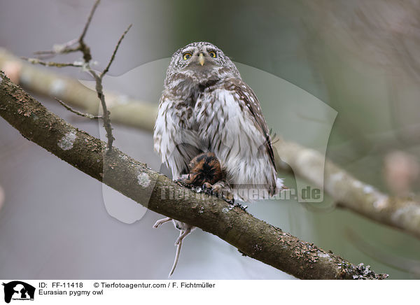 Sperlingskauz / Eurasian pygmy owl / FF-11418