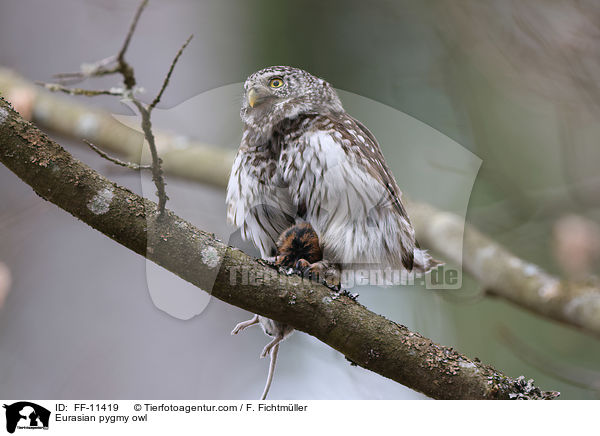 Sperlingskauz / Eurasian pygmy owl / FF-11419