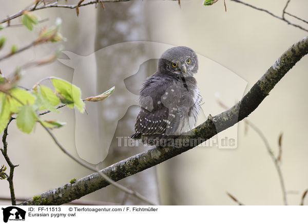 Sperlingskauz / Eurasian pygmy owl / FF-11513