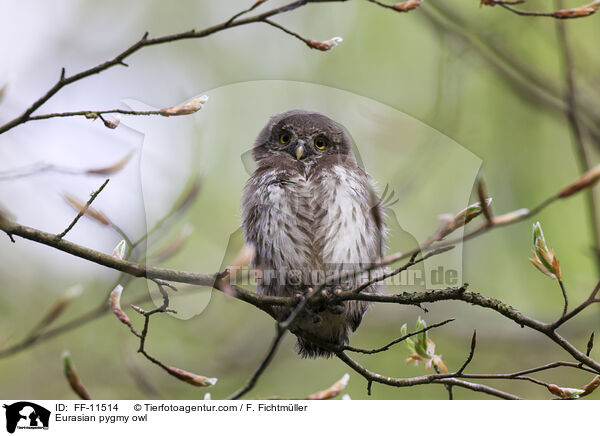 Sperlingskauz / Eurasian pygmy owl / FF-11514