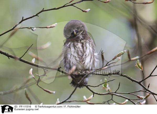 Sperlingskauz / Eurasian pygmy owl / FF-11516