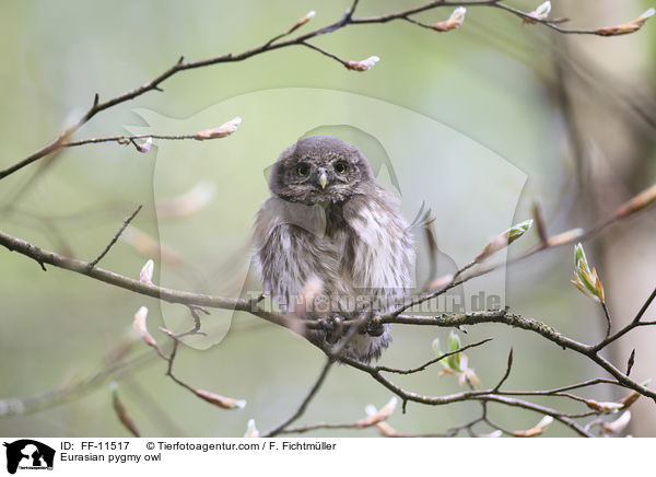 Sperlingskauz / Eurasian pygmy owl / FF-11517