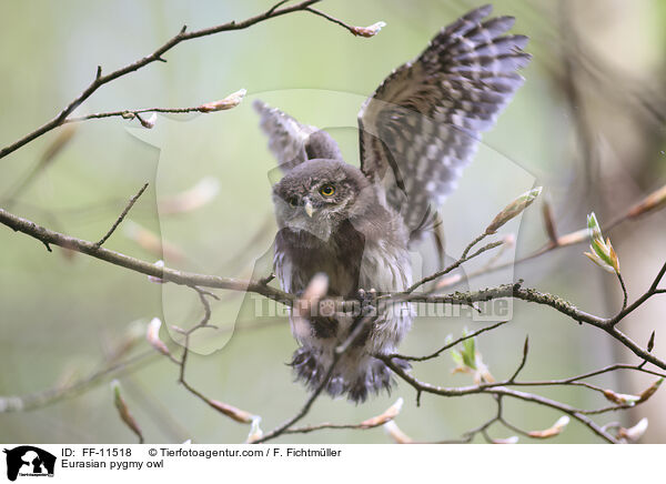 Sperlingskauz / Eurasian pygmy owl / FF-11518