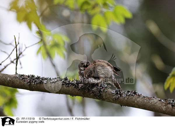 Sperlingskuze / Eurasian pygmy owls / FF-11519