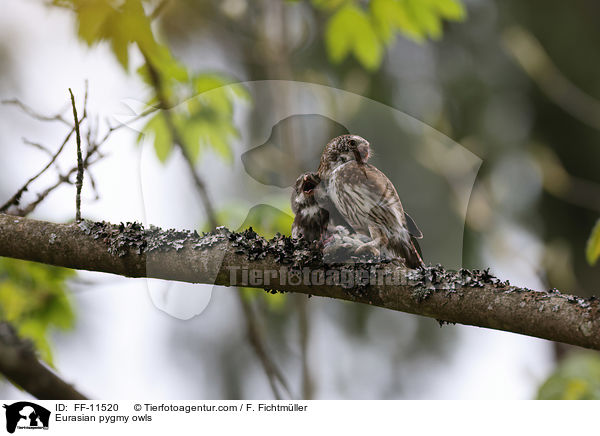 Sperlingskuze / Eurasian pygmy owls / FF-11520