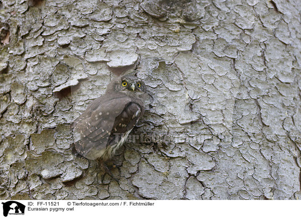 Sperlingskauz / Eurasian pygmy owl / FF-11521