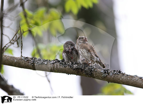 Sperlingskuze / Eurasian pygmy owls / FF-11522
