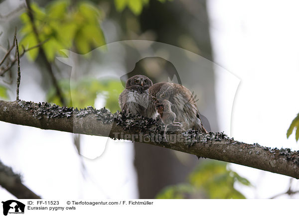 Sperlingskuze / Eurasian pygmy owls / FF-11523