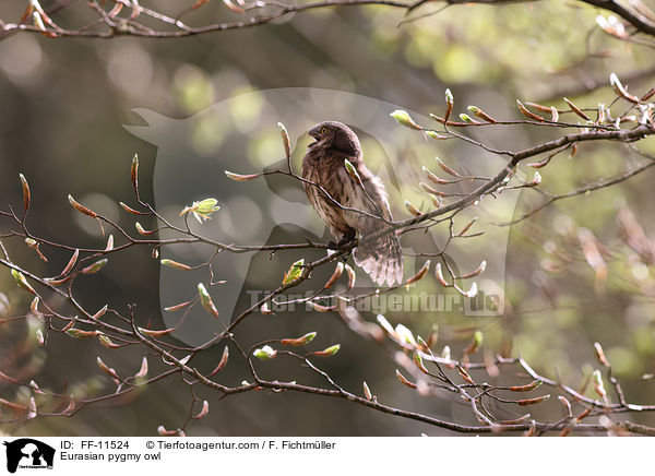 Sperlingskauz / Eurasian pygmy owl / FF-11524