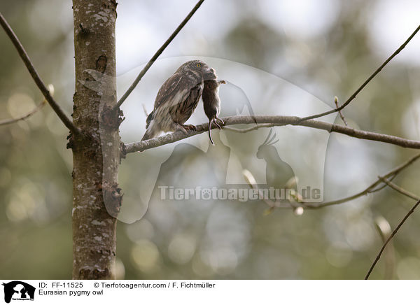 Sperlingskauz / Eurasian pygmy owl / FF-11525